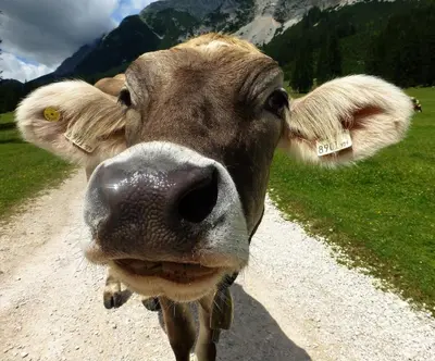 Tiere in der Ferienwohnung oder in der Nähe
