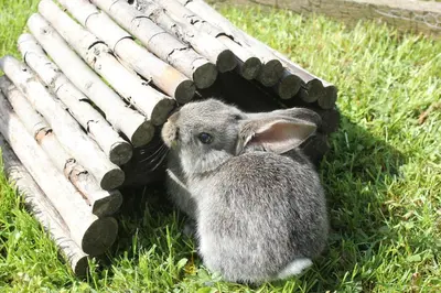 Tiere in der Ferienwohnung oder in der Nähe