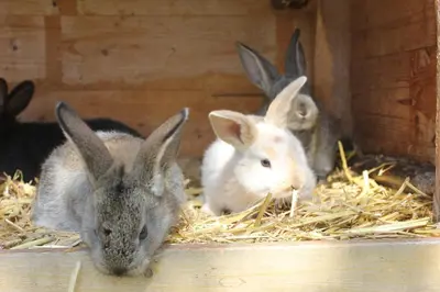 Tiere in der Ferienwohnung oder in der Nähe