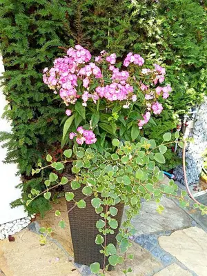 Ein Garten an der Unterkunft Welcome to Munich by Martina