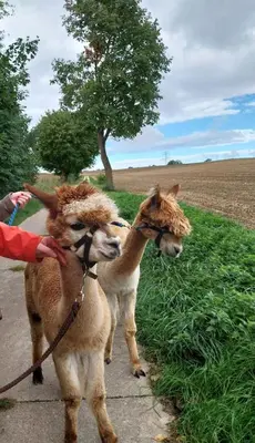 Tiere in der Ferienwohnung oder in der Nähe