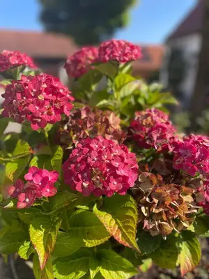 Ein Garten an der Unterkunft Ferienwohnung Gutshof in Seenähe