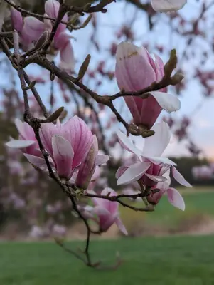 Ein Garten an der Unterkunft Ferienunterkunft Heimatfleckerl