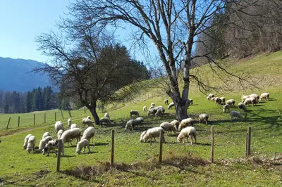 Tiere in der Ferienwohnung oder in der Nähe