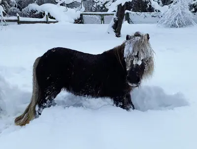 Tiere in der Ferienwohnung oder in der Nähe