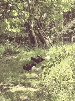 Tiere in der Ferienwohnung oder in der Nähe