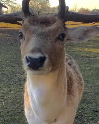 Tiere im Ferienhaus oder in der Nähe